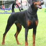 Hertogin Kayleigh,CAC show Luxembourg met Uitmuntend. www.apoldastamm.nl