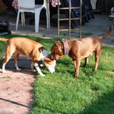 Foto van priscilla & C.S.C