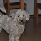 25-03-2013 In huis bij thuiskomst met Lex, mijn JR