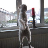 25-03-2013 In huis bij thuiskomst met Lex, mijn JR