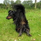 Foto van Petra,  *Lily Jane*   & Jip