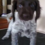 Finlay, een lieve doedel