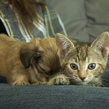 en dit is luna ook 1 van mijn nestje.en ook zij doet het super goed bij…