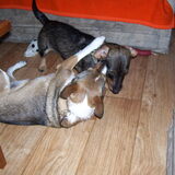 samen spelen