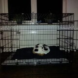 De net binnengekregen bench is toch geen kraakpand..? Onze poes Punk…