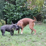 Foto van Ziva †, Bullie †, en Bandhu