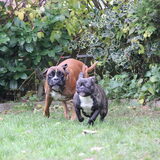 Foto van Ziva †, Bullie †, en Bandhu