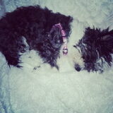 Foto van Roos & Pip