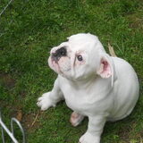 Bulldog teefje uit eerder nestje