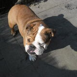 Jip verwacht pups half april 2013