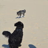 Foto van T&dogs
