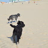 Foto van T&dogs