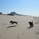 Foto van T&dogs
