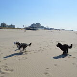Foto van T&dogs