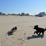 Foto van T&dogs