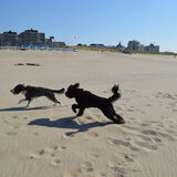 Foto van T&dogs