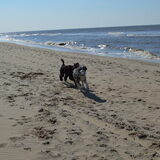 Foto van T&dogs
