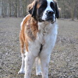Laartje