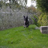 hahaha, gek beest