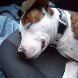 lekker in de auto al slapend :-)