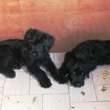 hier nog een foto van één van onze briardpups. deze pup zoekt nog een…
