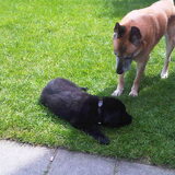 Wat is dat?