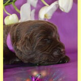Magic Marylou onze newfoundlander wuppen pup