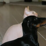 Foto van Tamara,Kallista & Marcel, Hercule †, Yordi †
