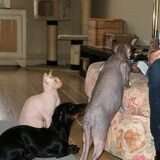 Foto van Tamara,Kallista & Marcel, Hercule †, Yordi †