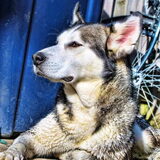 Skylar de Malamute Husky