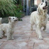 Foto van Ramona, Benji