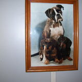 Boxer Bouke ruwhr Sasja korthr Loesje. alle 3 aljaren ovr de…