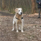 een hond in zicht....