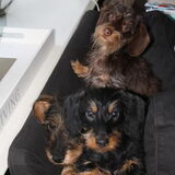 Foto van Teckeltaartje wendy