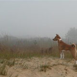 Bambi 's morgens vroeg in de Duinen. September 2009