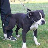De vader van de pups van Trinity