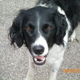 Hij is het hondje met de eeuwige ...bal