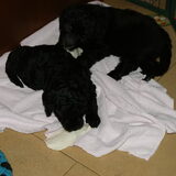 Max en Elmo