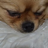 Foto van T&dogs