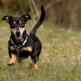 Foto van team Shadow