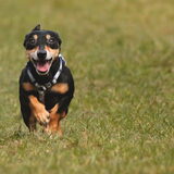 Foto van team Shadow