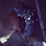 Snurkende pup gespot in m'n laars.