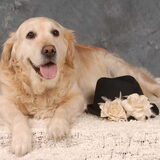 mijn popje,sandy, een kranige dame van 12 jaar die mij al heel veel…