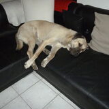 Diesel op de zetel
