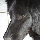 Shadow slapen