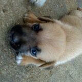dit was melody. zij was heengegaan op 1 maart 2013. ik mis haar…