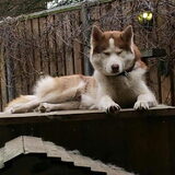 Chinook