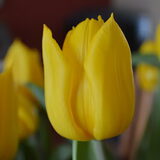 tulp