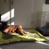 Foto van Anne-Wil (baasje van Juno)