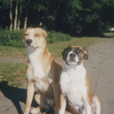 Foto van linneke
